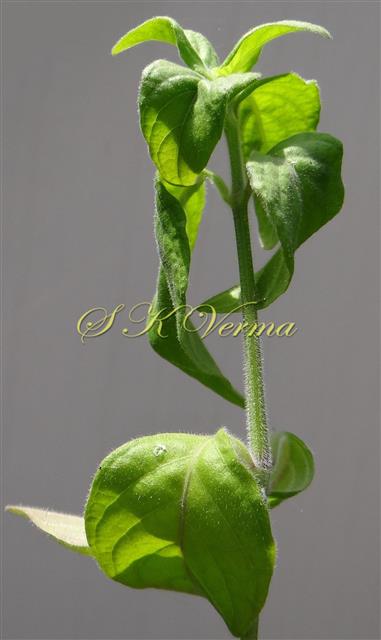  Leafy Shoot 